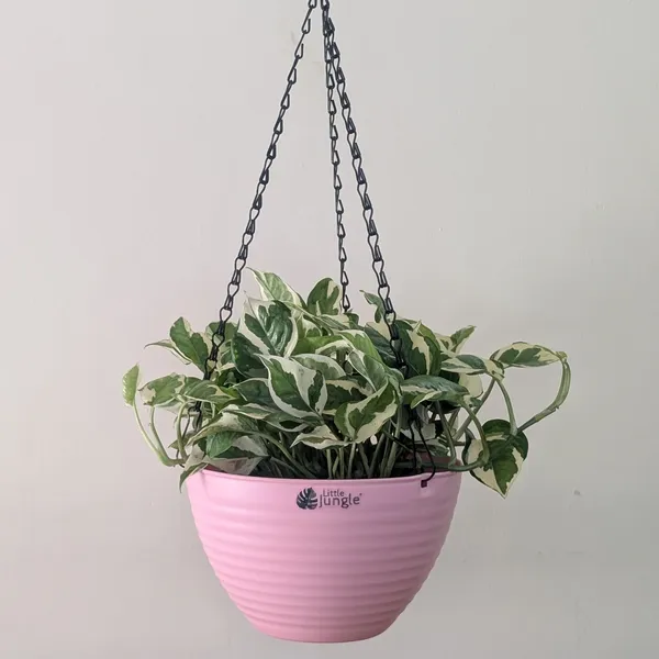 Hanging_9_Pink_(Pack_Of_4)