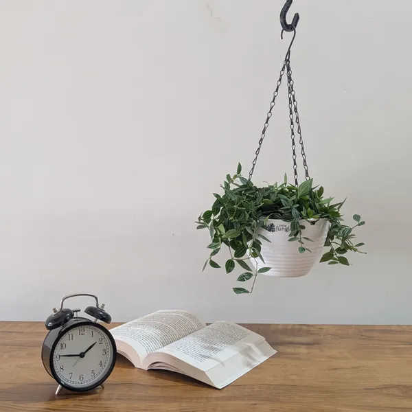 Hanging_7_(Pack_Of_4)