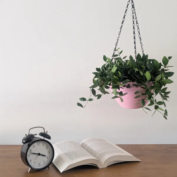 Hanging_7_(Pack_Of_4)