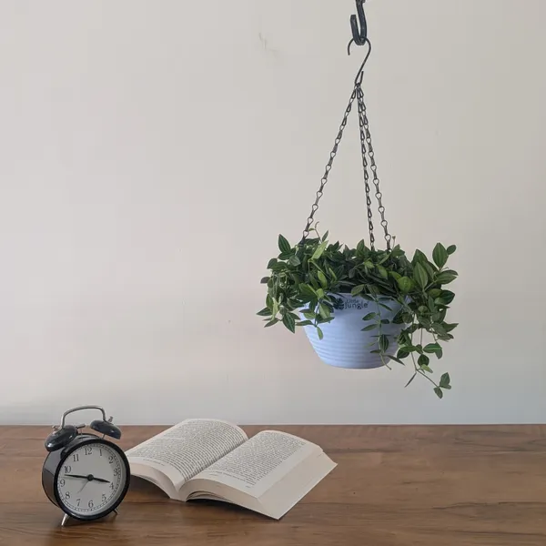 Hanging_7_(Pack_Of_4)