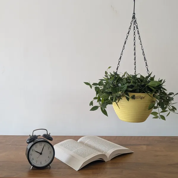 Hanging_7_(Pack_Of_4)