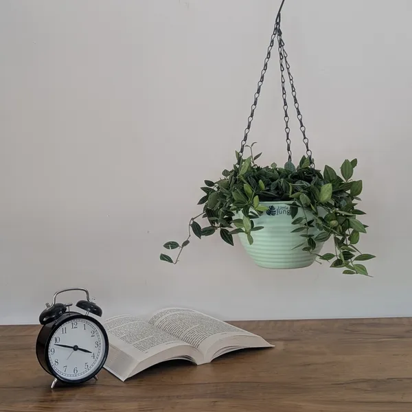 Hanging_7_(Pack_Of_4)