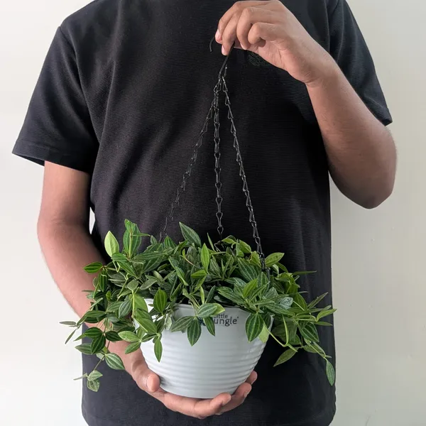 Hanging_7_Grey_(Pack_Of_4)