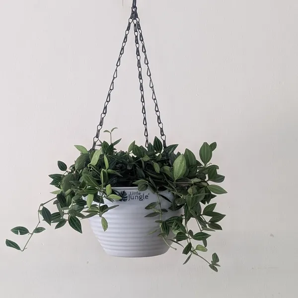 Hanging_7_Grey_(Pack_Of_4)