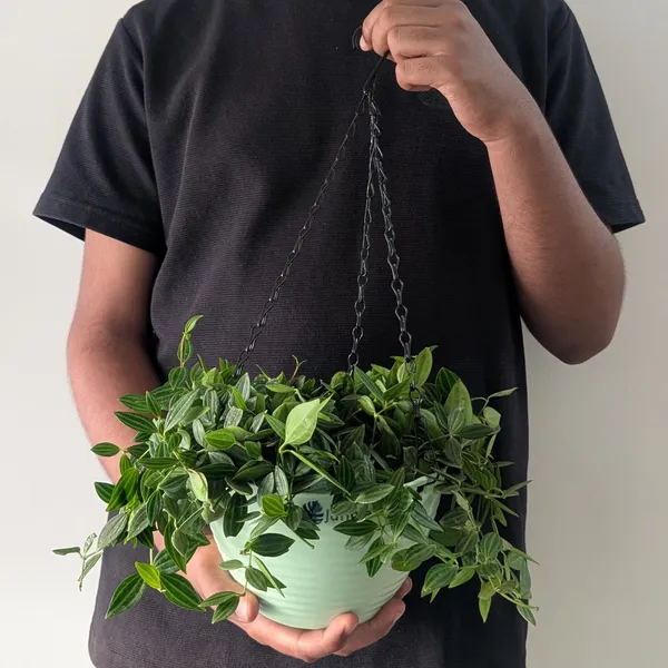 Hanging_7_Green_(Pack_Of_4)