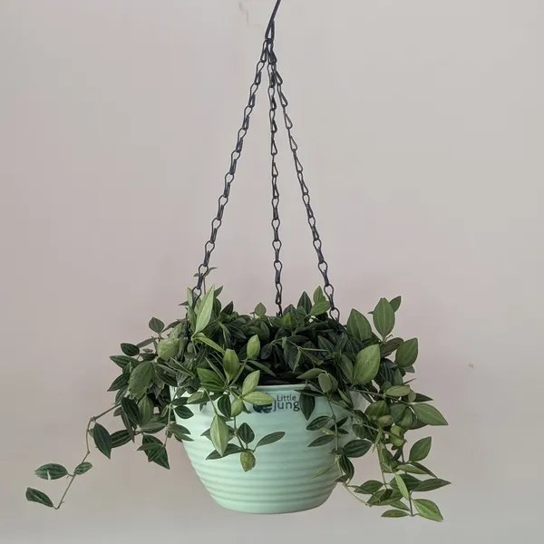 Hanging_7_Green_(Pack_Of_4)