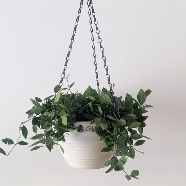Hanging_7_Beige_(Pack_Of_4)