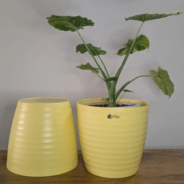 Decor_12_(_Pack_Of_4)