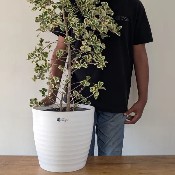 Decor_Pot(_Pack_Of_4)