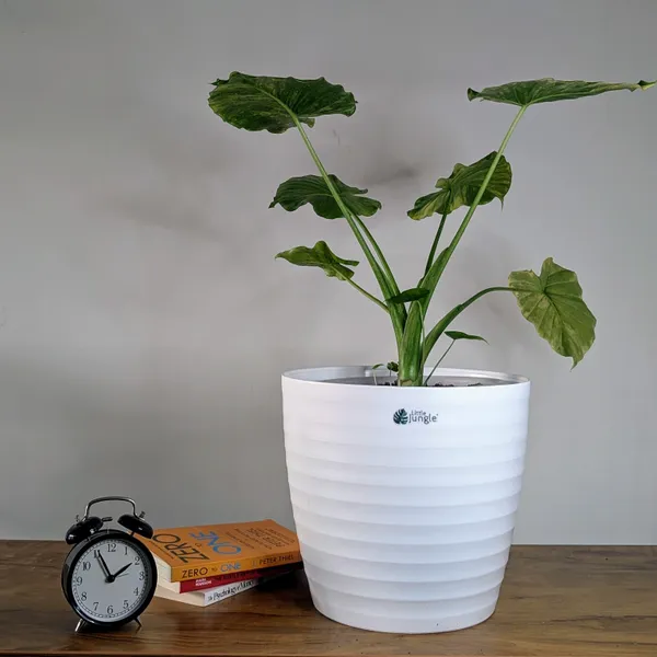 Decor_Pot(_Pack_Of_4)