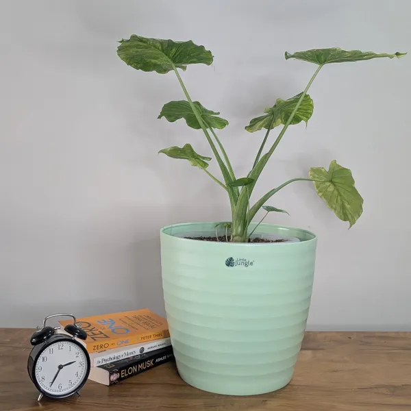 Decor_12_Green_(_Pack_Of_4)