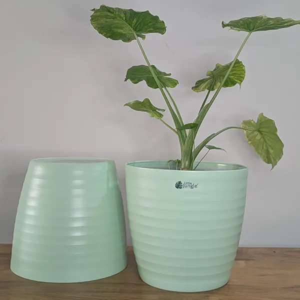Decor_12_Green_(_Pack_Of_4)