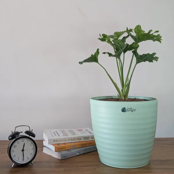 Decor_10_Green_(Pack_Of_4)
