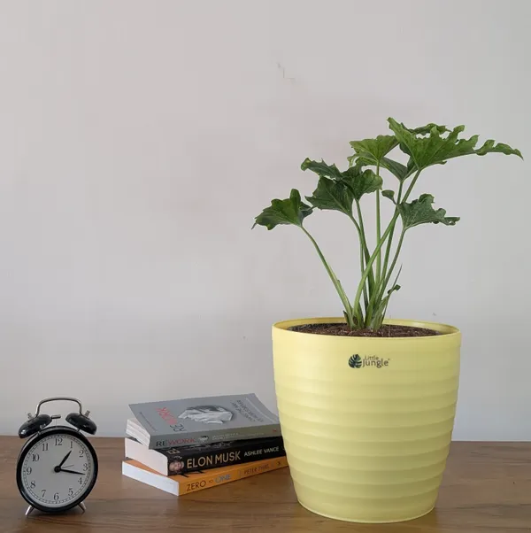Decor_10_Yellow__Pots_(Pack_Of_4)_(Plant_Not_Included)