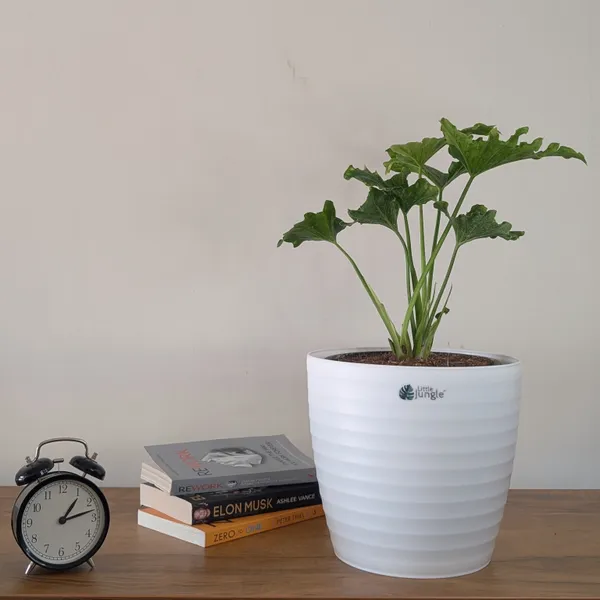 Decor_10_White_Pots_(Pack_Of_4)_(Plant_Not_Included)