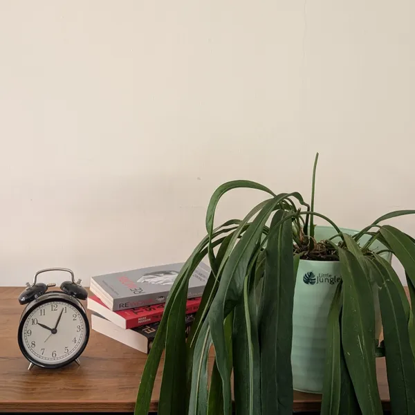 Decor_8_Green_Pots_(Pack_Of_4)_(Plant_Not_Included)