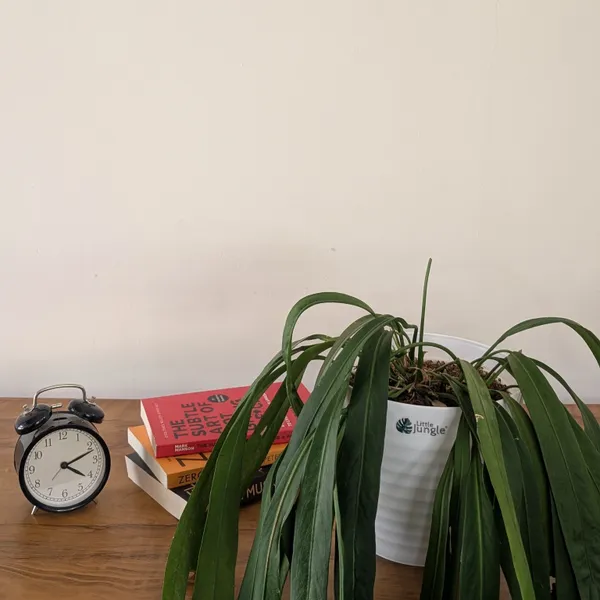 Decor_8__White__Pots_Only__(Pack_Of_4)(plant_not_included)