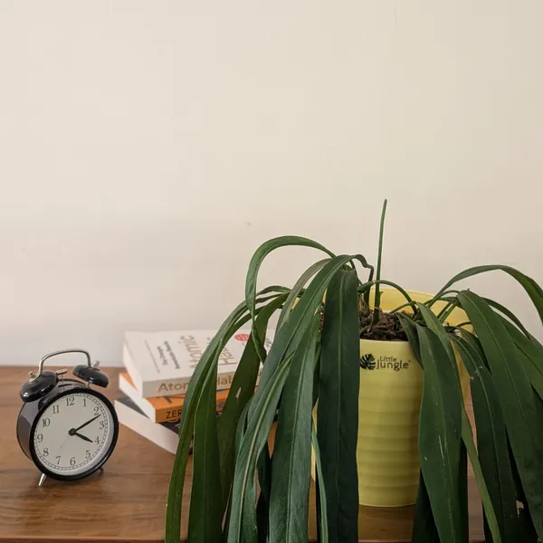 Decor_8_Yellow_pots_only__(Pack_Of_4)_(Plant_Not_Included)