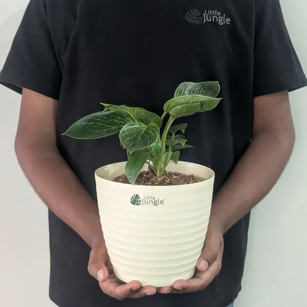 Decor_Pot(Pack_Of_4)