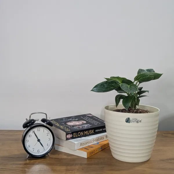 Decor_Pot(Pack_Of_4)