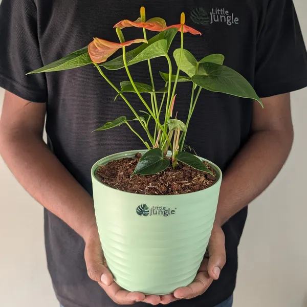 Decor_Pot(Pack_Of_4)