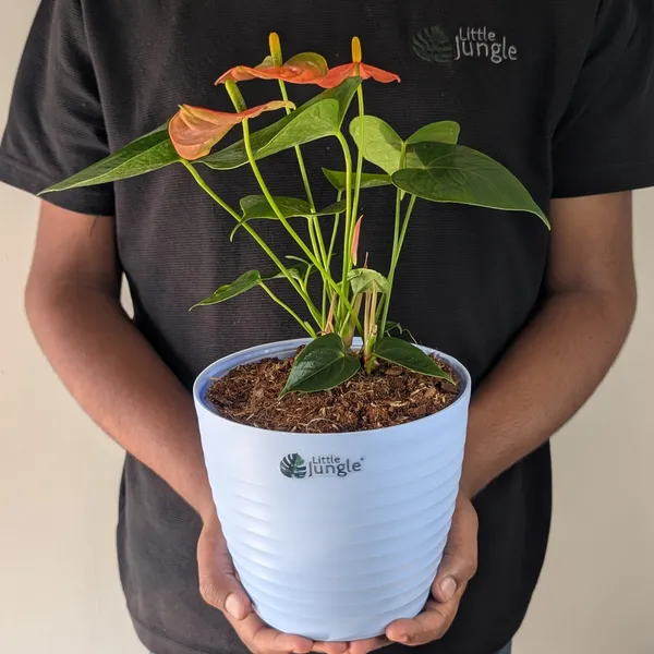Decor_Pot(Pack_Of_4)