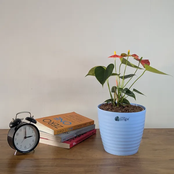 Decor_Pot(Pack_Of_4)