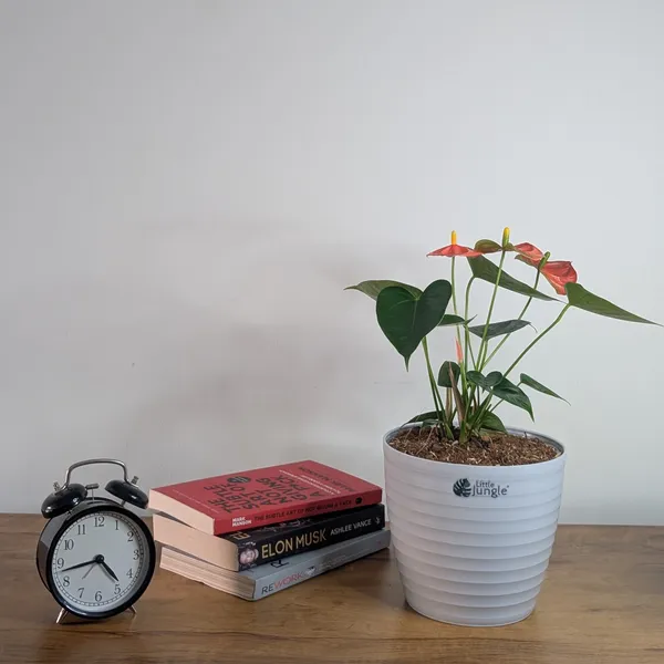 Decor_7_Grey_Pot_(Pack_Of_4)_(Plant_not_included)