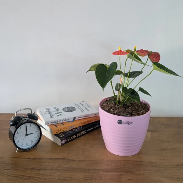 Decor_7_Pink_Pot(Pack_Of_4)_(Plant_not_included)