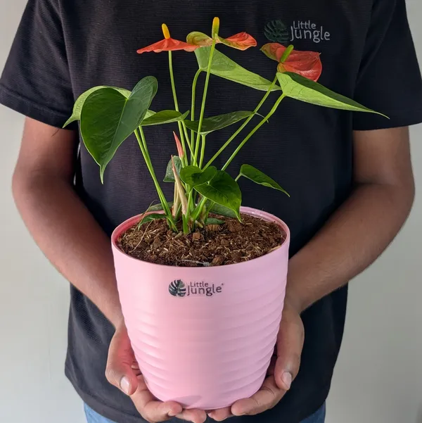 Decor_7_Pink_Pot(Pack_Of_4)_(Plant_not_included)