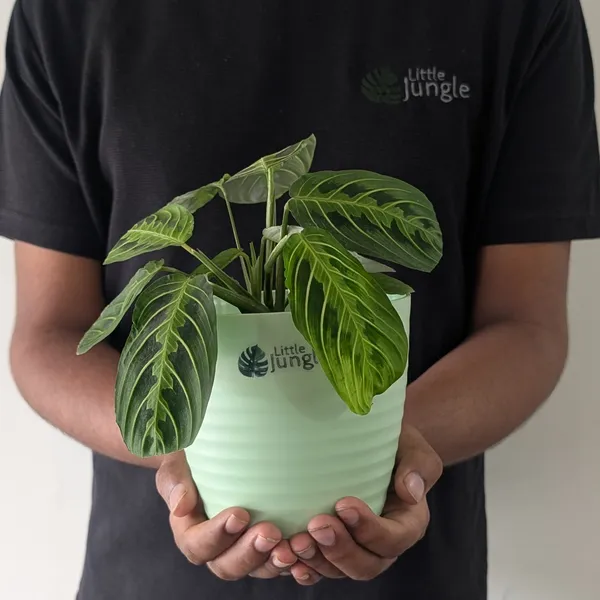 Decor_Green_Pot_(Pack_Of_4),