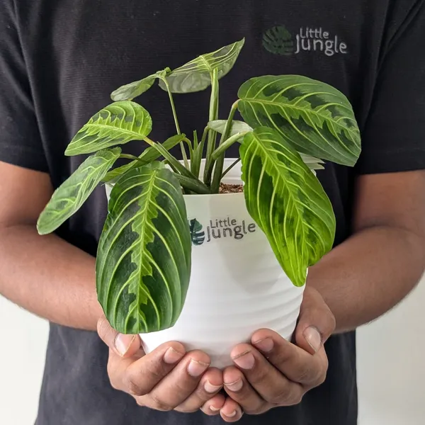 Decor_White_Pot(Pack_Of_4),