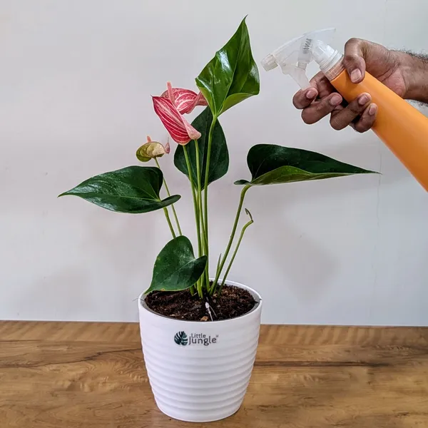 Anthurium_Candy_Cane,_With_White_Decor_Pot.