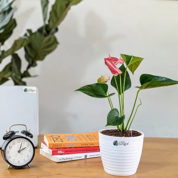 Little Jungle Anthurium Candy Cane, With White Decor Pot. Price in India -  Buy Little Jungle Anthurium Candy Cane, With White Decor Pot. online at  https://littlejungle.in