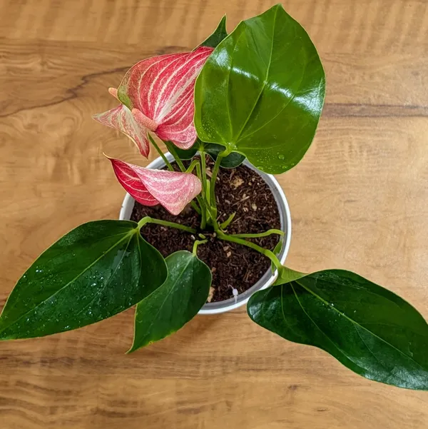 Anthurium_Candy_Cane,_With_White_Decor_Pot.