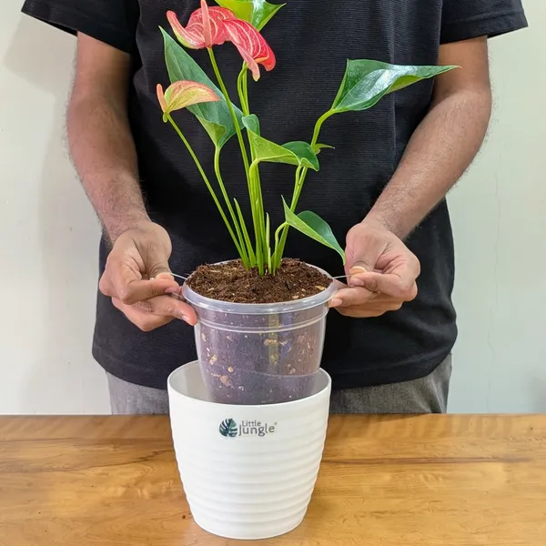 Anthurium_Candy_Cane,_With_White_Decor_Pot.