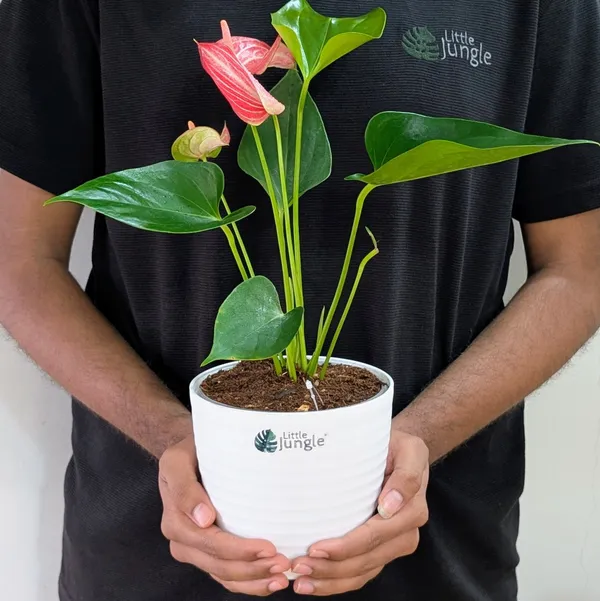 Anthurium_Candy_Cane,_With_White_Decor_Pot.