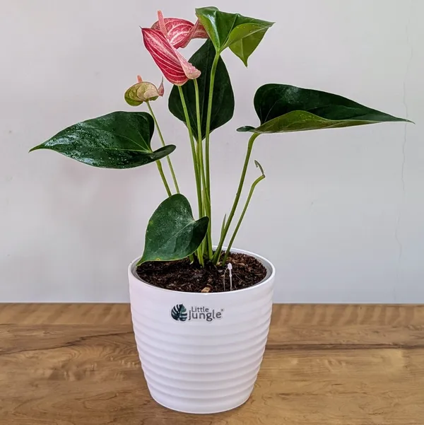 Anthurium_Candy_Cane,_With_White_Decor_Pot.