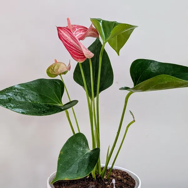 Anthurium_Candy_Cane,_With_White_Decor_Pot.