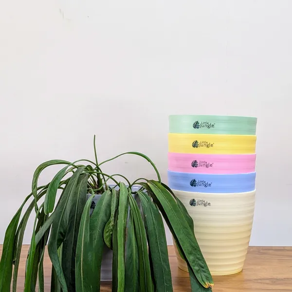 Decor_8_(8_Inches,_Pack_Of_6),_6_Color_Pots_(Plants_Not_Included)