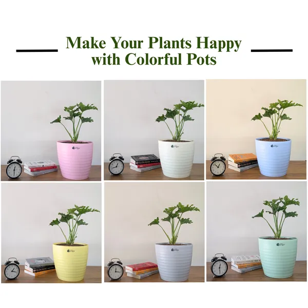 Decor_10_(10_Inches,_Pack_Of_6),Pots_only_,_6_Color_Pots_(Plants_Not_Included)