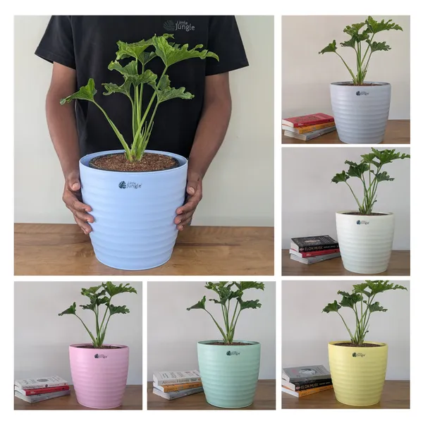 Decor_10_(10_Inches,_Pack_Of_6),Pots_only_,_6_Color_Pots_(Plants_Not_Included)
