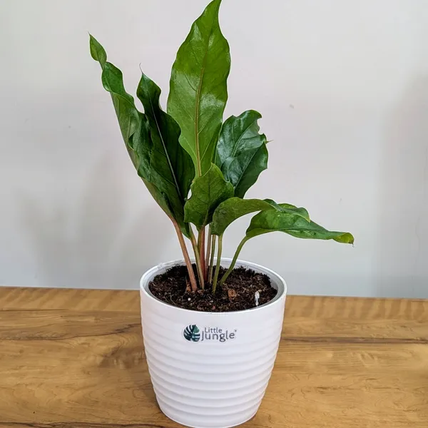 Anthurium_Pink_Ruffle,_With_White_Decor_Pot