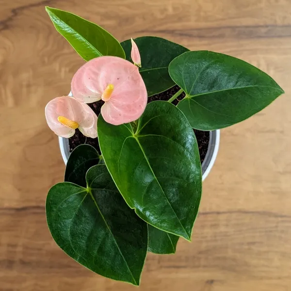 Anthurium_Peach,_With_White_Decor_Pot