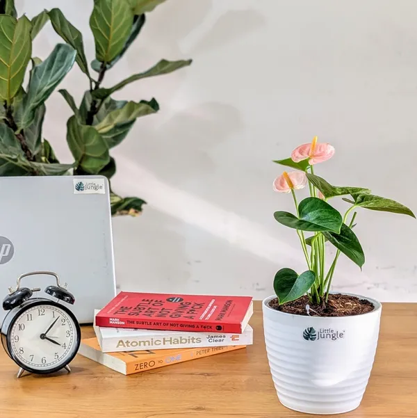 Anthurium_Peach,_With_White_Decor_Pot