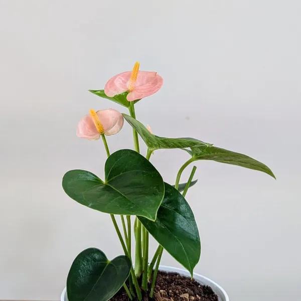 Anthurium_Peach,_With_White_Decor_Pot
