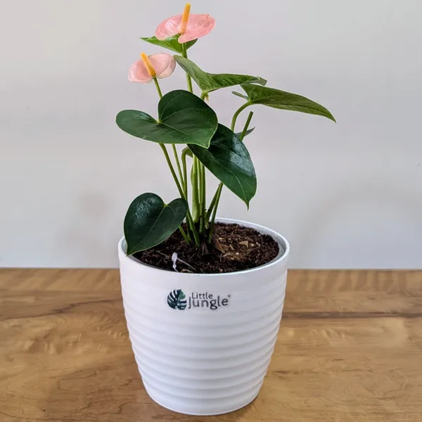 Anthurium_Peach,_With_White_Decor_Pot