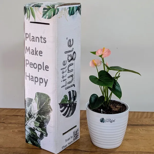 Anthurium_Peach,_With_White_Decor_Pot