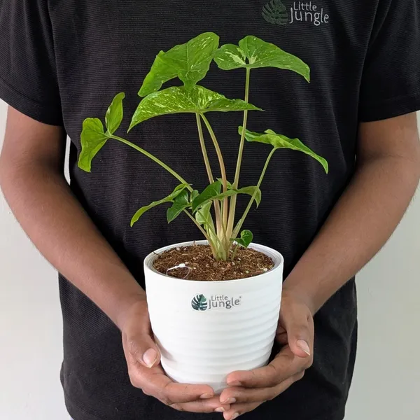 Syngonium_Panda_Galaxy_(Very_Rare),_With_White_Decor_Pot