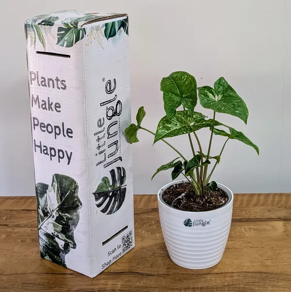 Syngonium_Panda_Galaxy_(Very_Rare),_With_White_Decor_Pot